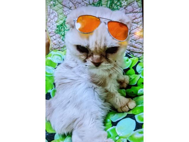 dispPetName($row['pet_name'])