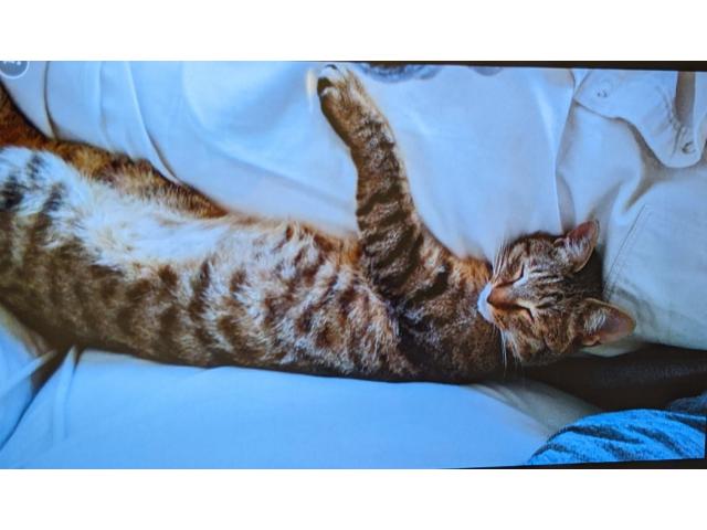 dispPetName($row['pet_name'])