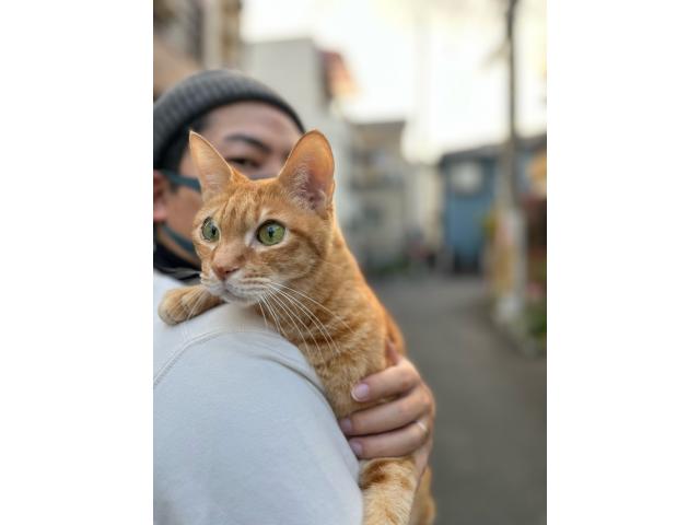 dispPetName($row['pet_name'])