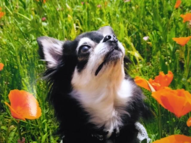 dispPetName($row['pet_name'])