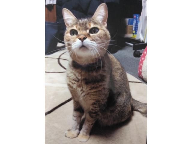 dispPetName($row['pet_name'])