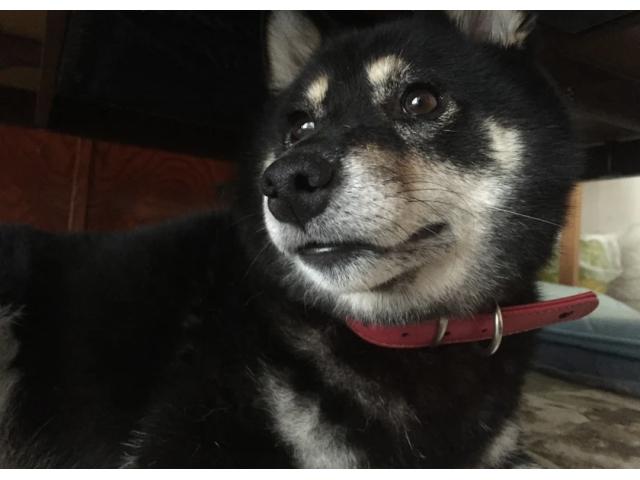 dispPetName($row['pet_name'])