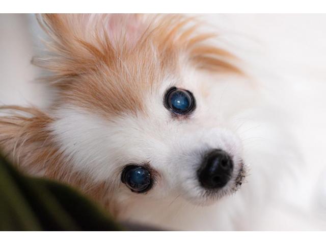 dispPetName($row['pet_name'])