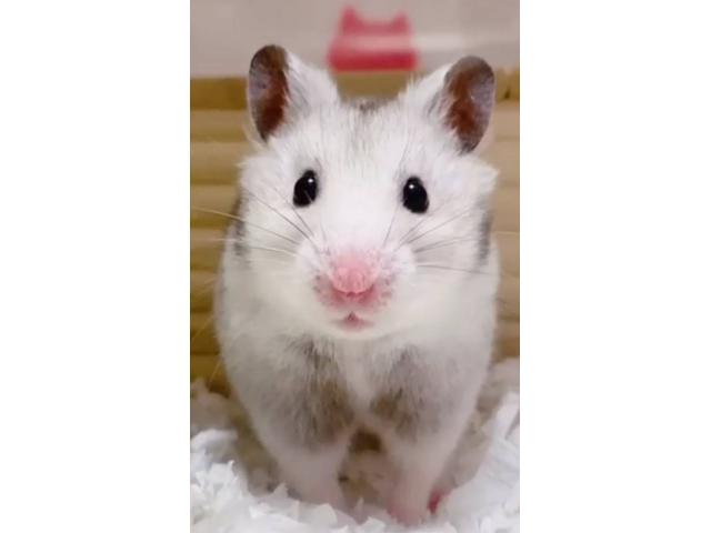 dispPetName($row['pet_name'])