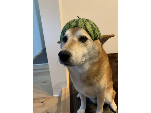 dispPetName($row['pet_name'])