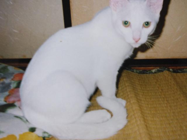 dispPetName($row['pet_name'])