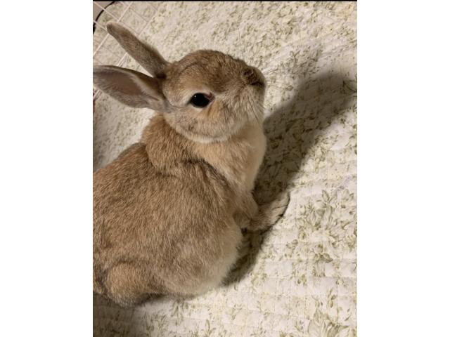 dispPetName($row['pet_name'])