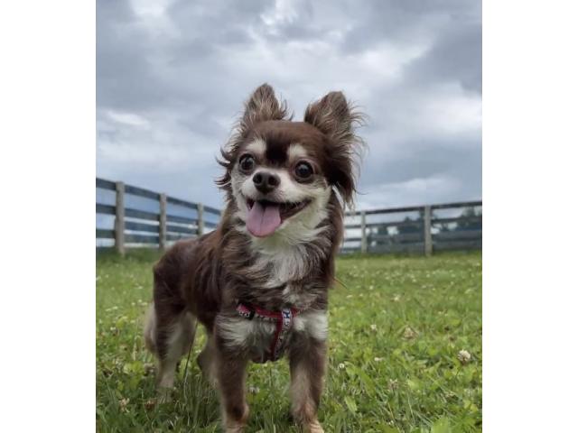 dispPetName($row['pet_name'])
