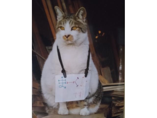 dispPetName($row['pet_name'])