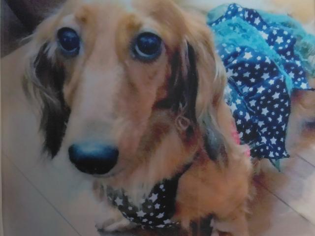 dispPetName($row['pet_name'])