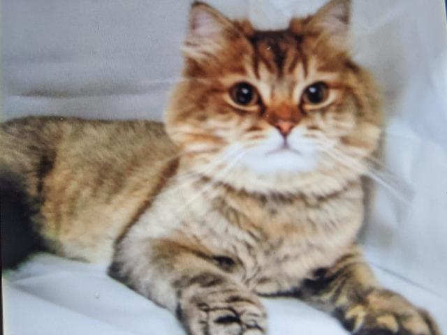 dispPetName($row['pet_name'])
