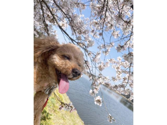 dispPetName($row['pet_name'])