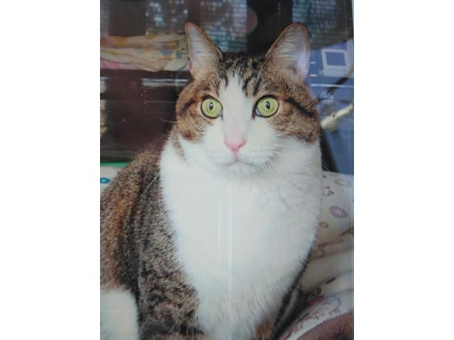 dispPetName($row['pet_name'])