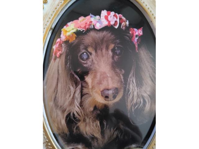 dispPetName($row['pet_name'])