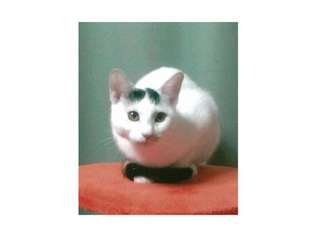 dispPetName($row['pet_name'])