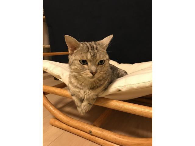 dispPetName($row['pet_name'])