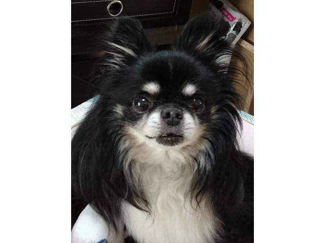 dispPetName($row['pet_name'])