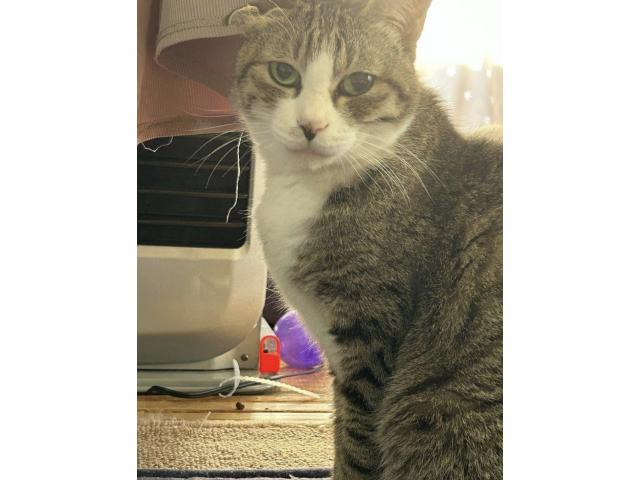 dispPetName($row['pet_name'])