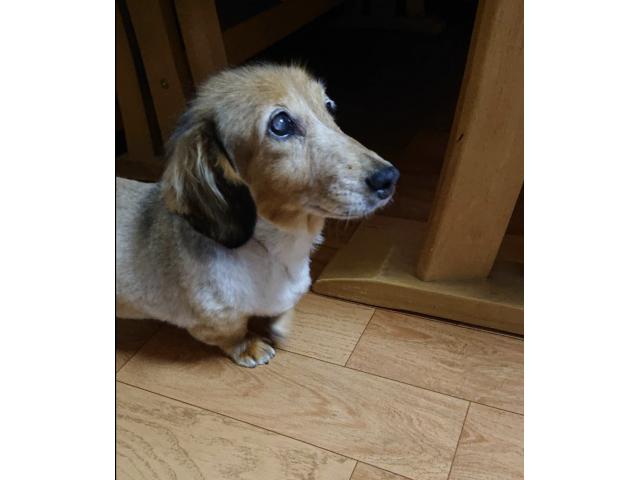 dispPetName($row['pet_name'])