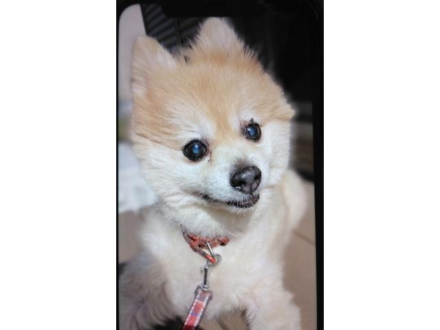 dispPetName($row['pet_name'])