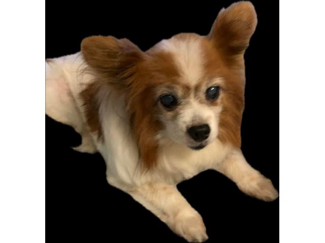dispPetName($row['pet_name'])