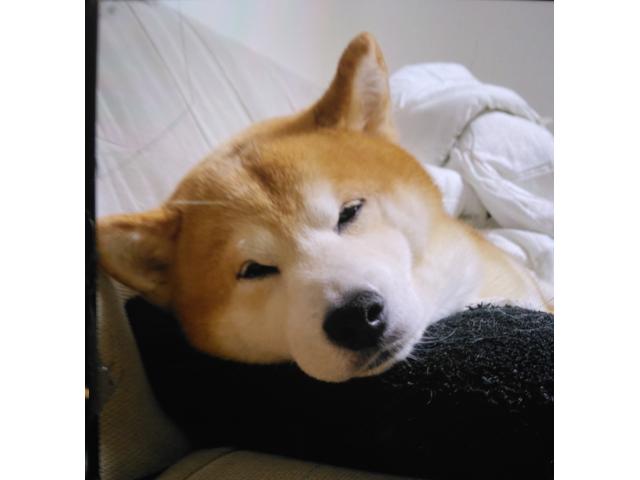 dispPetName($row['pet_name'])