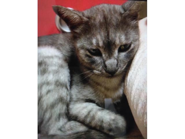 dispPetName($row['pet_name'])
