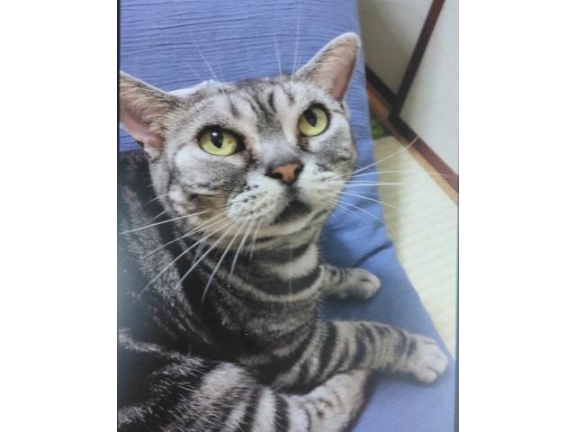 dispPetName($row['pet_name'])