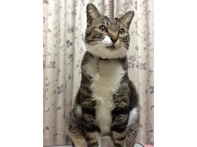 dispPetName($row['pet_name'])
