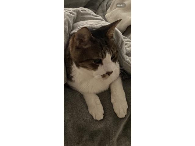 dispPetName($row['pet_name'])