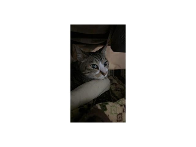 dispPetName($row['pet_name'])