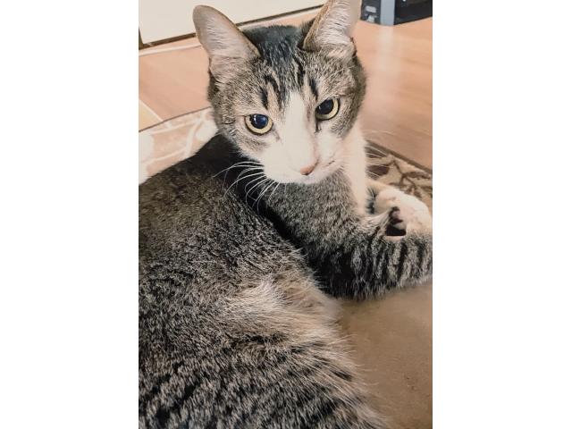 dispPetName($row['pet_name'])