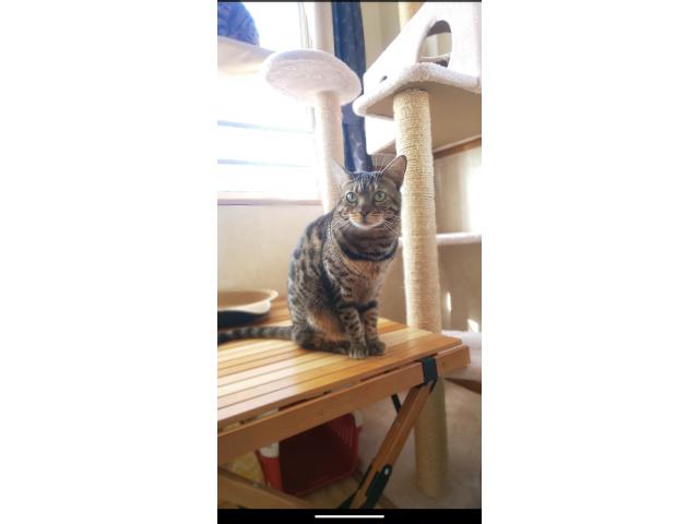 dispPetName($row['pet_name'])