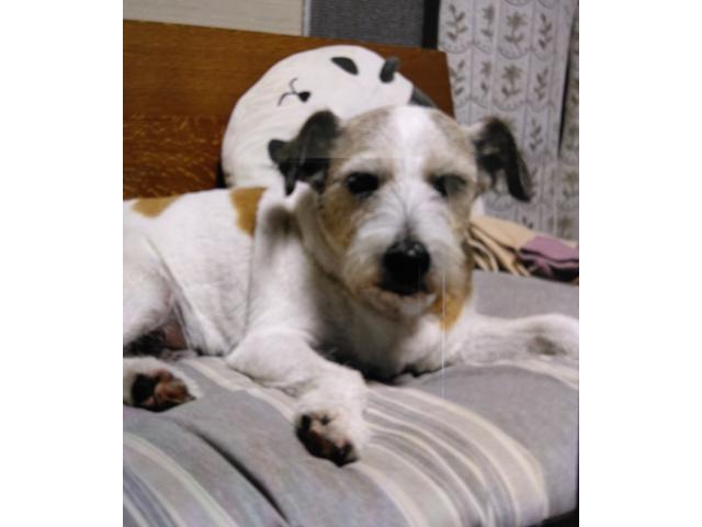 dispPetName($row['pet_name'])