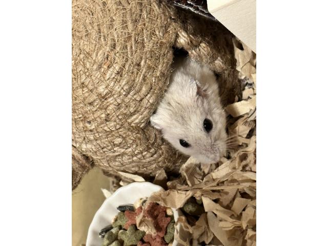 dispPetName($row['pet_name'])