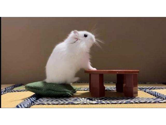 dispPetName($row['pet_name'])