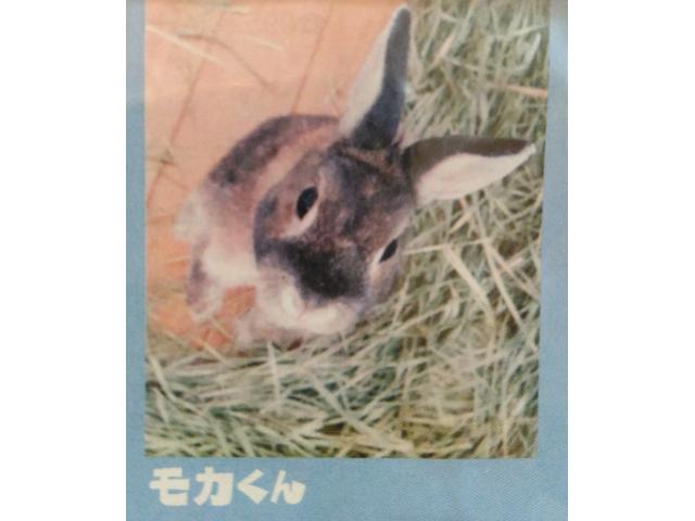 dispPetName($row['pet_name'])