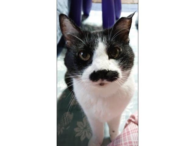 dispPetName($row['pet_name'])