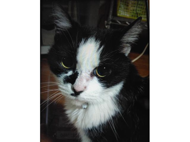 dispPetName($row['pet_name'])