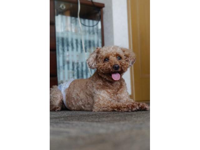 dispPetName($row['pet_name'])