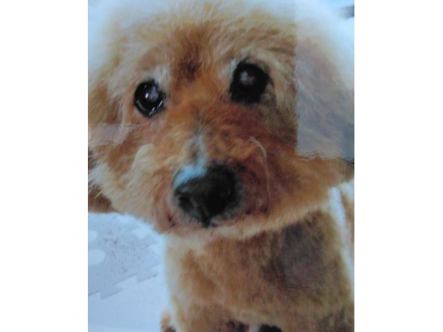 dispPetName($row['pet_name'])