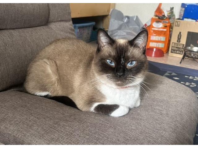 dispPetName($row['pet_name'])