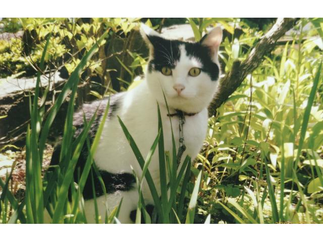 dispPetName($row['pet_name'])