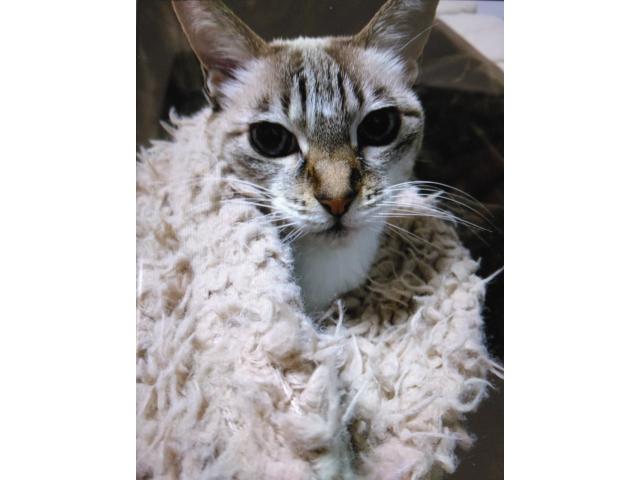 dispPetName($row['pet_name'])