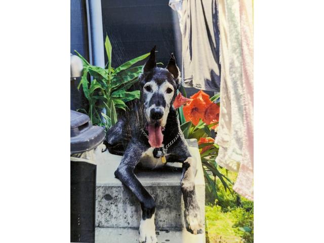 dispPetName($row['pet_name'])