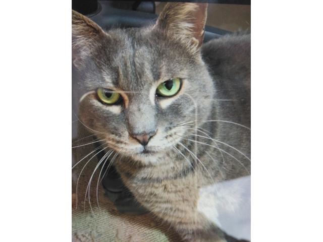 dispPetName($row['pet_name'])