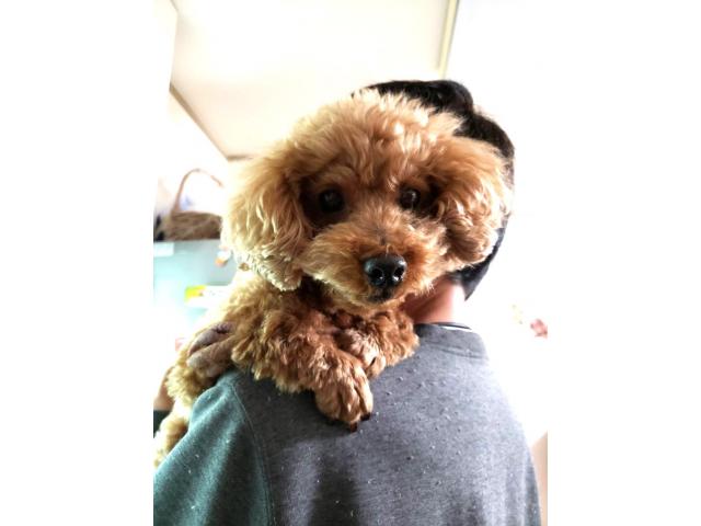 dispPetName($row['pet_name'])