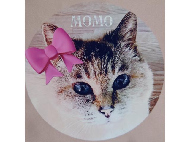 dispPetName($row['pet_name'])