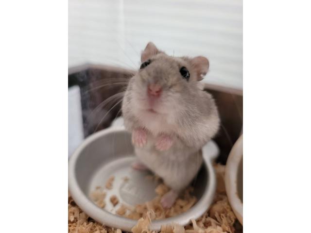パム公ちゃん