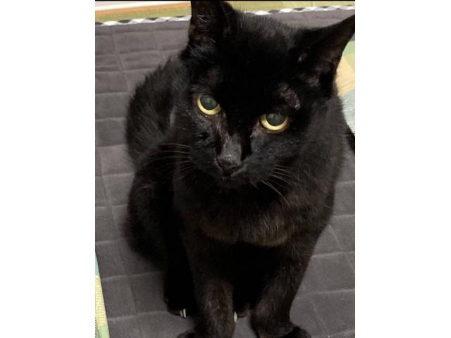 dispPetName($row['pet_name'])